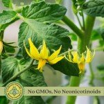 Beefsteak Tomato Plants - Live Non-GMO Duo