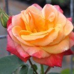 Joseph's Coat Climbing Rose Plant for Gardens
