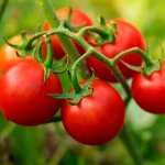 Husky Cherry Red Tomato Plants - 4 Pack