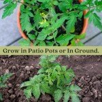 Beefsteak Tomato Plants - Live Non-GMO Duo