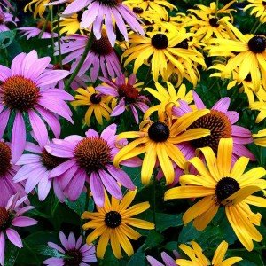 Dynamic Duo Flower Seed Mix - Attracts Pollinators