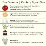 Beefsteak Tomato Plants - Live Non-GMO Duo