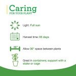 Husky Cherry Red Tomato Plants - 4 Pack