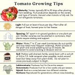 Sweet 100 Tomato Plants – 2 Live Non-GMO Plants