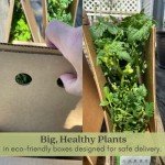 Beefsteak Tomato Plants - Live Non-GMO Duo