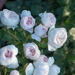Earth Angel Pink Floribunda Rose Plant