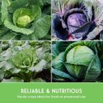 Cabbage Collection Seed Vault - 5 Non-GMO Varieties