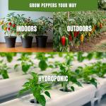 Heirloom Pepper Seeds Variety Pack for Gardening