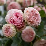 Eden Climber® Heirloom Pink Rose Plant