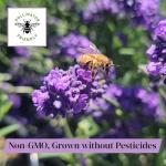 French Provence Lavender - Fragrant 4" Pot, 4 Plants