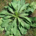 Wild Lettuce Seeds (Lactuca virosa) - 50 Pack