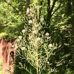 Wild Lettuce Seeds (Lactuca virosa) - 50 Pack