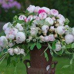Earth Angel Pink Floribunda Rose Plant