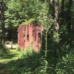 Wild Lettuce Seeds (Lactuca virosa) - 50 Pack