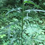 Wild Lettuce Seeds (Lactuca virosa) - 50 Pack