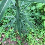 Wild Lettuce Seeds (Lactuca virosa) - 50 Pack