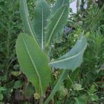 Wild Lettuce Seeds (Lactuca virosa) - 50 Pack