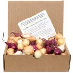 Mixed Onion Sets: Red, White & Yellow Bulbs