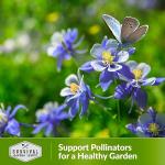 Hickory King Corn Seed - 3 Packets for Growing