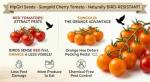 Sun Gold Cherry Tomato Seeds - Non-GMO for Home Gardening