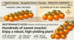 Sun Gold Cherry Tomato Seeds - Non-GMO for Home Gardening