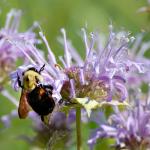 Wild Bergamot Bee Balm Seeds - 400 Heirloom Seeds