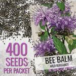 Wild Bergamot Bee Balm Seeds - 400 Heirloom Seeds