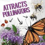 Wild Bergamot Bee Balm Seeds - 400 Heirloom Seeds