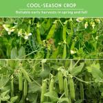 Oregon Sugar Pod II & Sugar Daddy Snap Pea Seeds