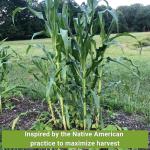 The Three Sisters Seed Collection - Non-GMO Garden Seeds