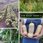 The Three Sisters Seed Collection - Non-GMO Garden Seeds