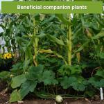 The Three Sisters Seed Collection - Non-GMO Garden Seeds