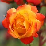Piñata Climber Rose Plant - Heirloom Variety