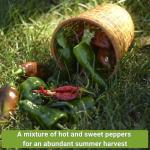 Hot & Sweet Pepper Seed Collection - Non-GMO