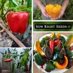 Hot & Sweet Pepper Seed Collection - Non-GMO