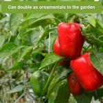 Hot & Sweet Pepper Seed Collection - Non-GMO