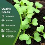 Heirloom Viroflay Spinach Seeds - 500 Count