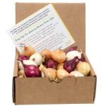 Mixed Onion Bulbs Set - Red, White, Yellow