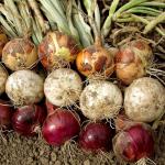 Mixed Onion Bulbs Set - Red, White, Yellow