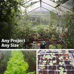 Organic Detroit Dark Red Beet Seeds - 125 Count