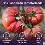 Delicious Pink Ponderosa Heirloom Tomato Seeds