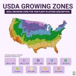 Delicious Pink Ponderosa Heirloom Tomato Seeds