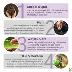 Delicious Pink Ponderosa Heirloom Tomato Seeds