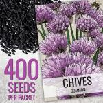 Chives Seed Collection: Garlic & Common Varieties