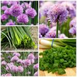 Chives Seed Collection: Garlic & Common Varieties