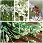 Chives Seed Collection: Garlic & Common Varieties