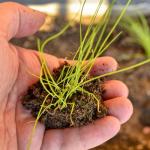 Chives Seed Collection: Garlic & Common Varieties