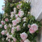 Eden Climber® Heirloom Pink Rose Plant
