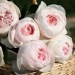 Earth Angel Pink Floribunda Rose Plant