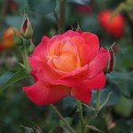 Piñata Climber Rose Plant - Heirloom Variety